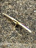Знак должностной Командира учебной воинской части и другого воинского формирования закрутка (2309050) - ВОЕНТОРГ ТЫЛОВИК