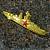 Знак нагрудный Командир корабля золотистый закрутка (2301170) - HAKKI